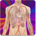 Anatomy Guide