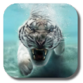 Bengal Tiger