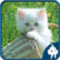Cat Jigsaw Puzzles