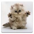 Cat Wallpapers!