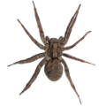 Spider