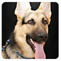 Dog Bark