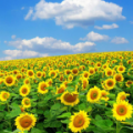 flower wallpaper