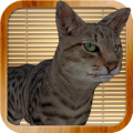 Kitty Cat Simulator