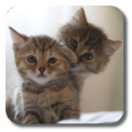 Q Cats