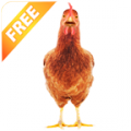 Real Talking Chicken