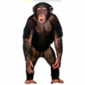 Real Talking Monkey