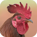 Rooster Sounds