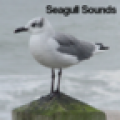 Seagull Sounds