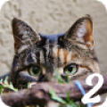 Spot The Cat 2