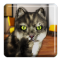 Talking Cat Funny