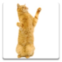 Dancing Cat