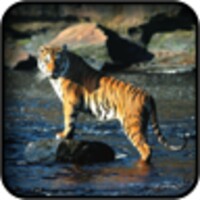 Tiger Wallpapers