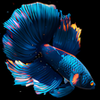 Betta Fish APK