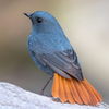 Birds Complete Reference Guide APK