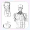 Drawing Human Body Tutorial