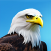 Eagle Simulator APK