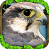 Falcon Simulator