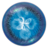 Osmos