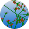 SmallBASIC APK