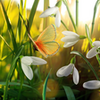 Spring Live Wallpaper APK