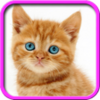 Talking, Dancing Cat. APK