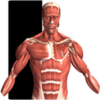 Visual Anatomy APK