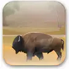 Bison