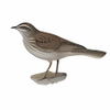 Pipit