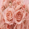 Roses theme